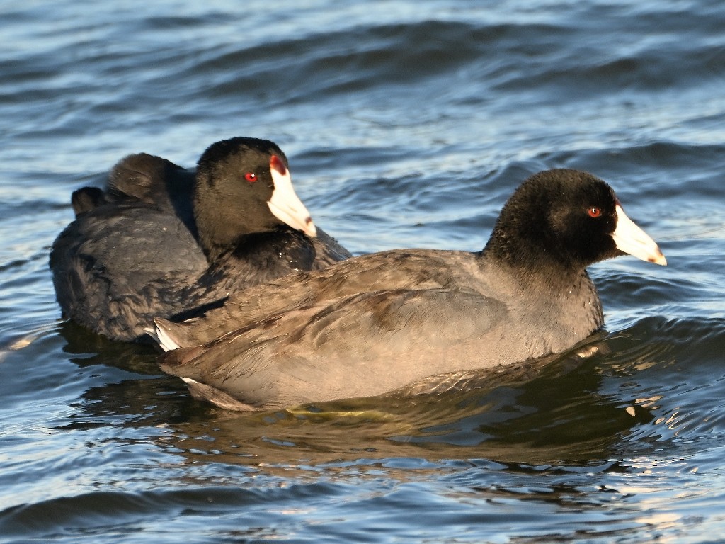 American Coot - ML646384466