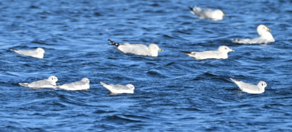 Bonaparte's Gull - ML646384470