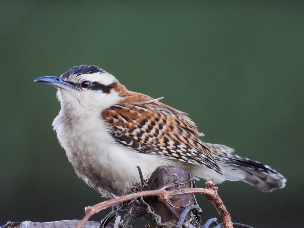 rødryggsmett - ML646384471