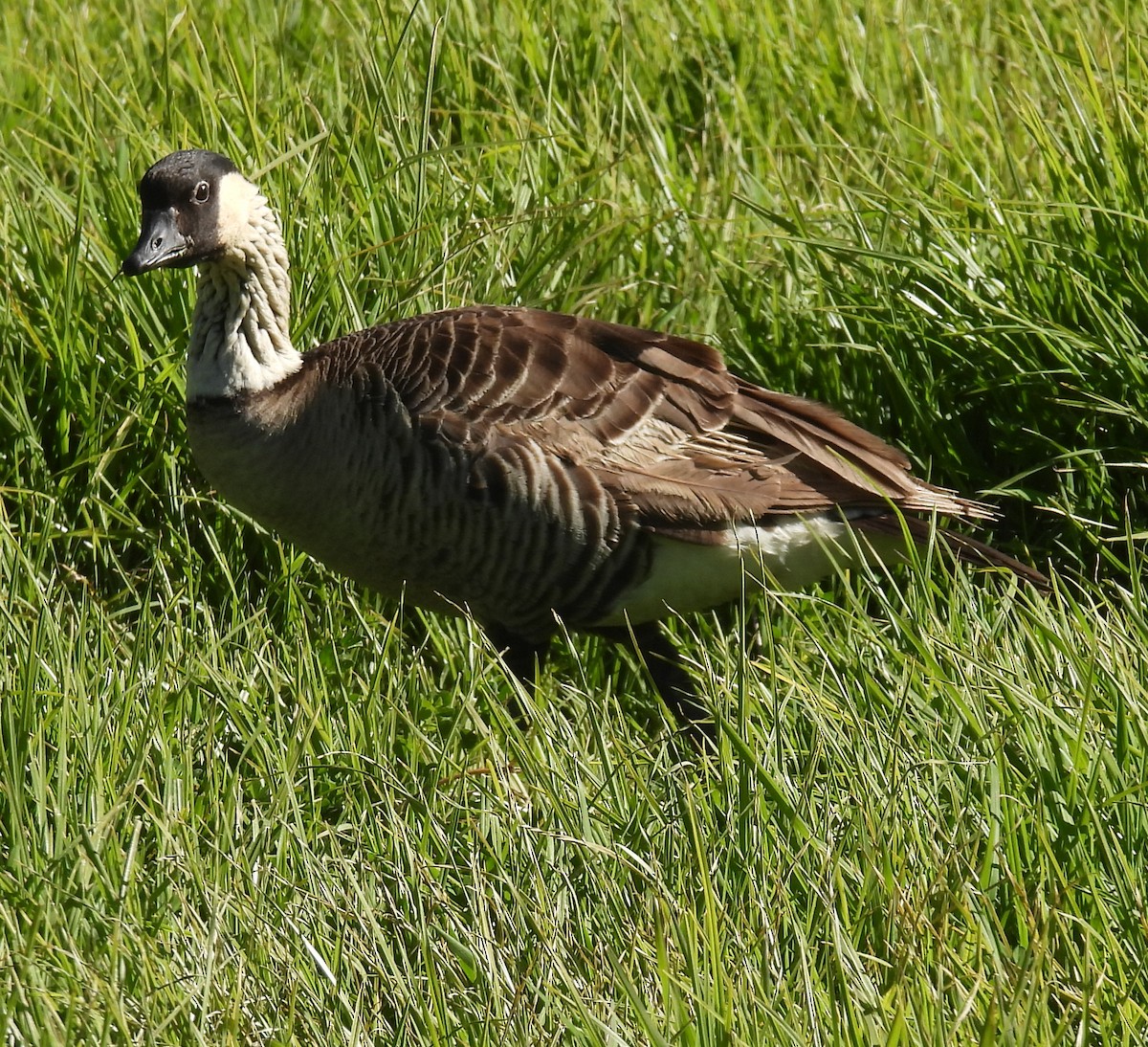 Hawaiian Goose - ML646384473