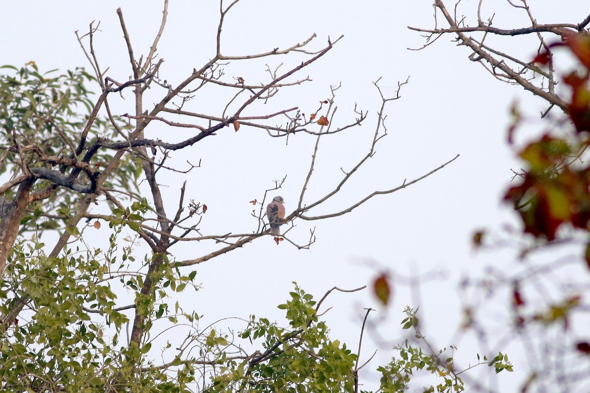 Зээрд хүүрзгэнэ - ML646384481