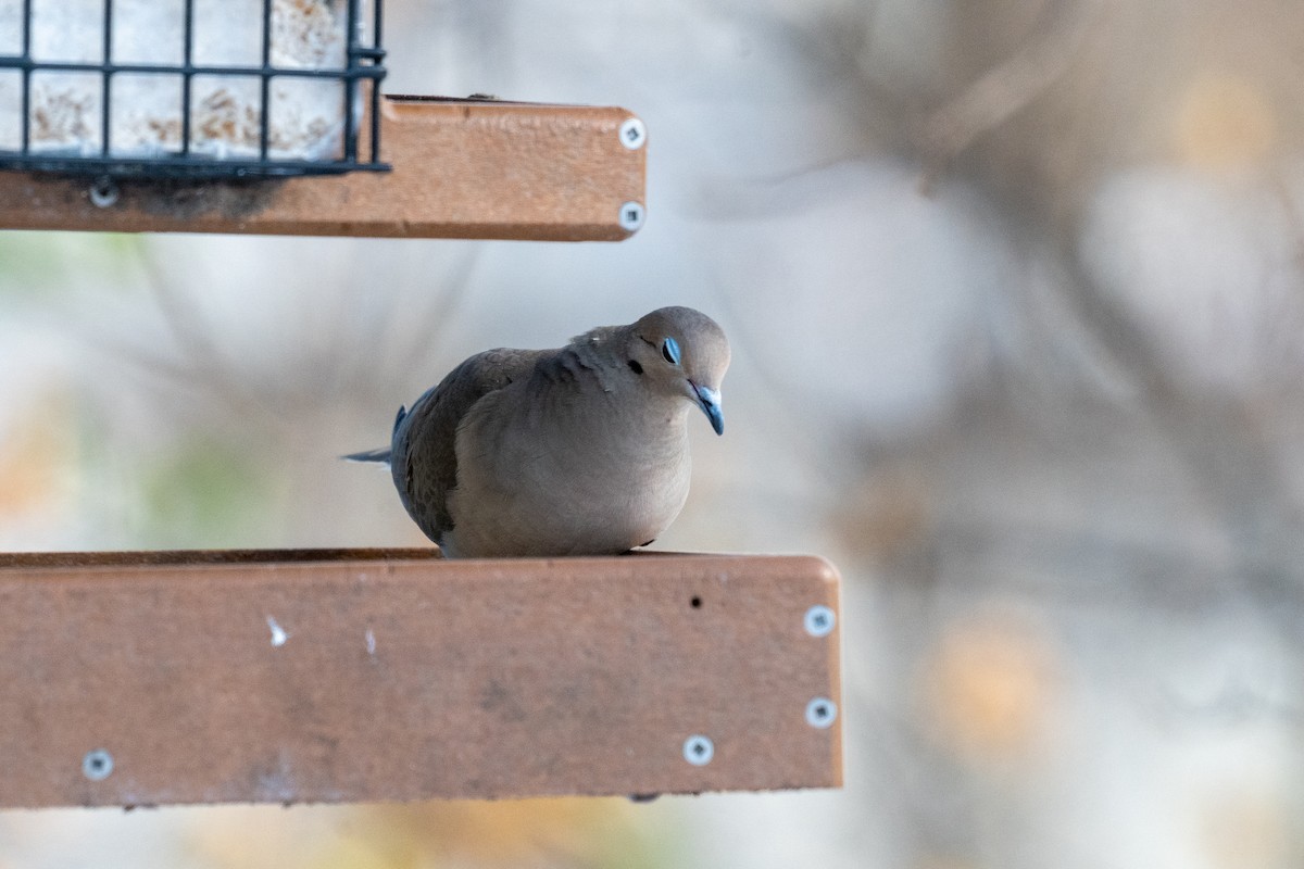 Mourning Dove - ML646384482