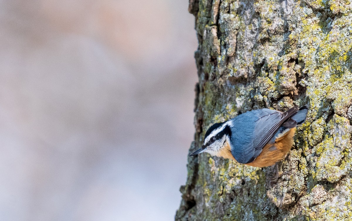Red-breasted Nuthatch - ML646384484