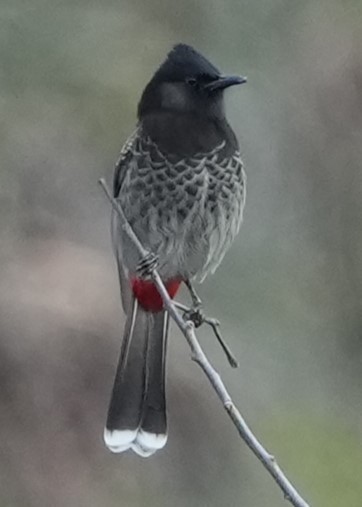 Red-vented Bulbul - ML646384485