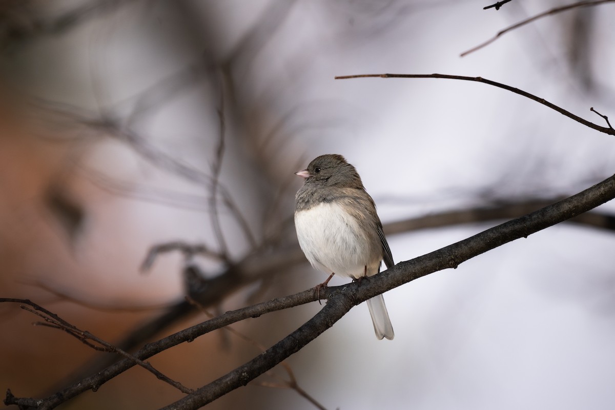 Dark-eyed Junco - ML646384486