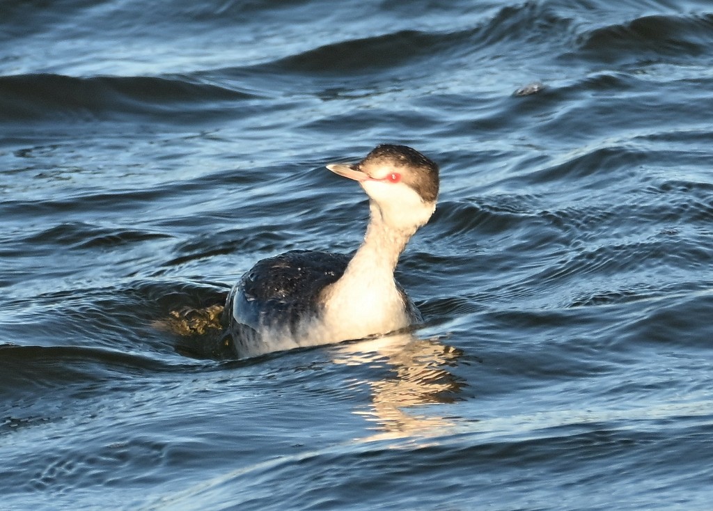 Horned Grebe - ML646384487