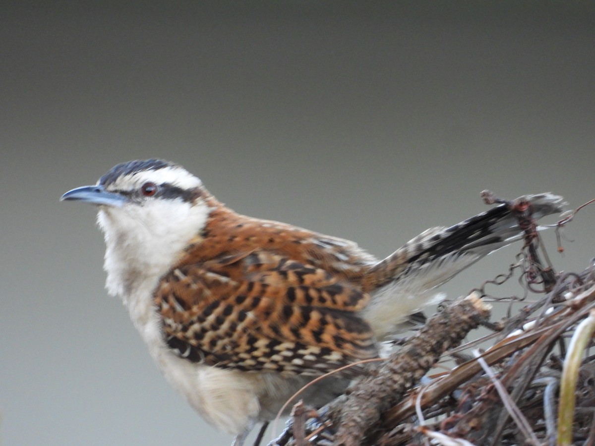 rødryggsmett - ML646384488