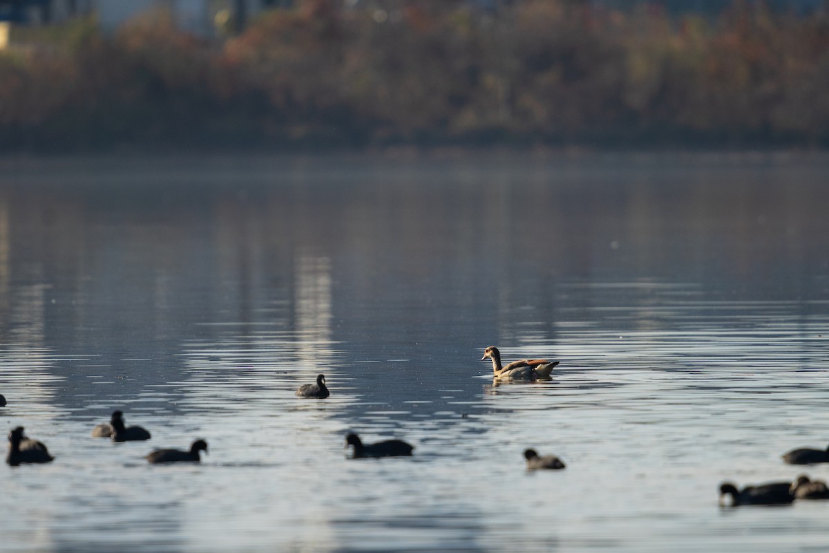 Ouette d'Égypte - ML646384490