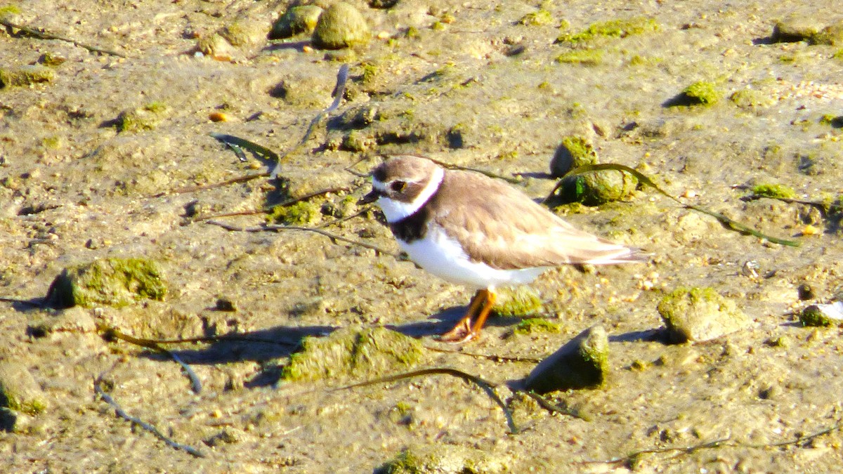Semipalmated Plover - ML646384491