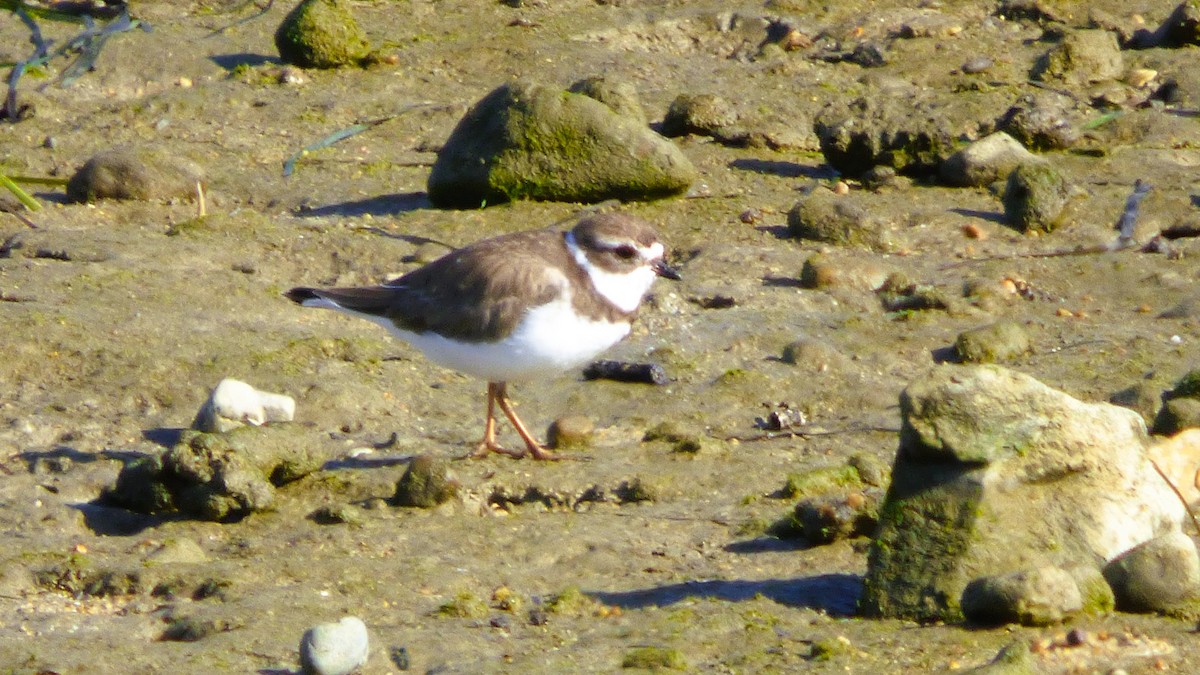 Semipalmated Plover - ML646384492