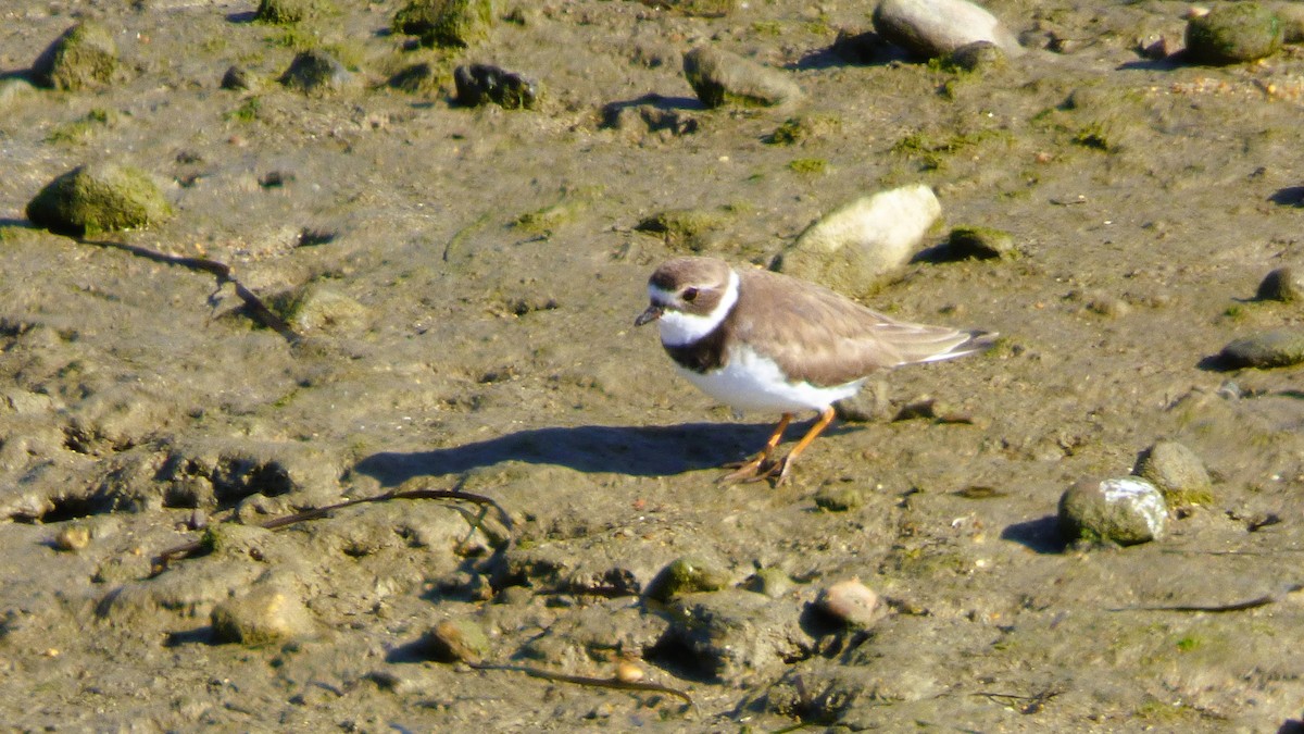 Semipalmated Plover - ML646384493