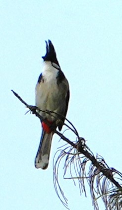 Red-whiskered Bulbul - ML646384495