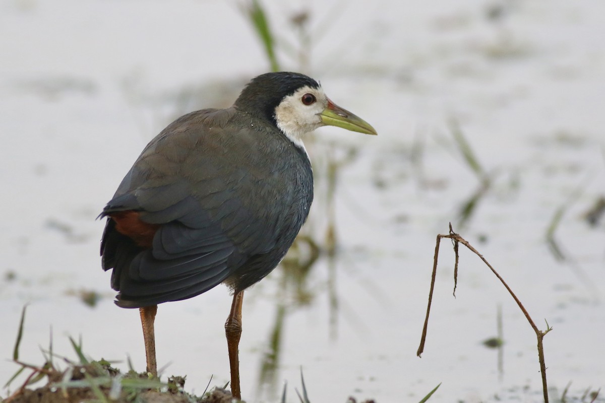 White-breasted Waterhen - ML646384496