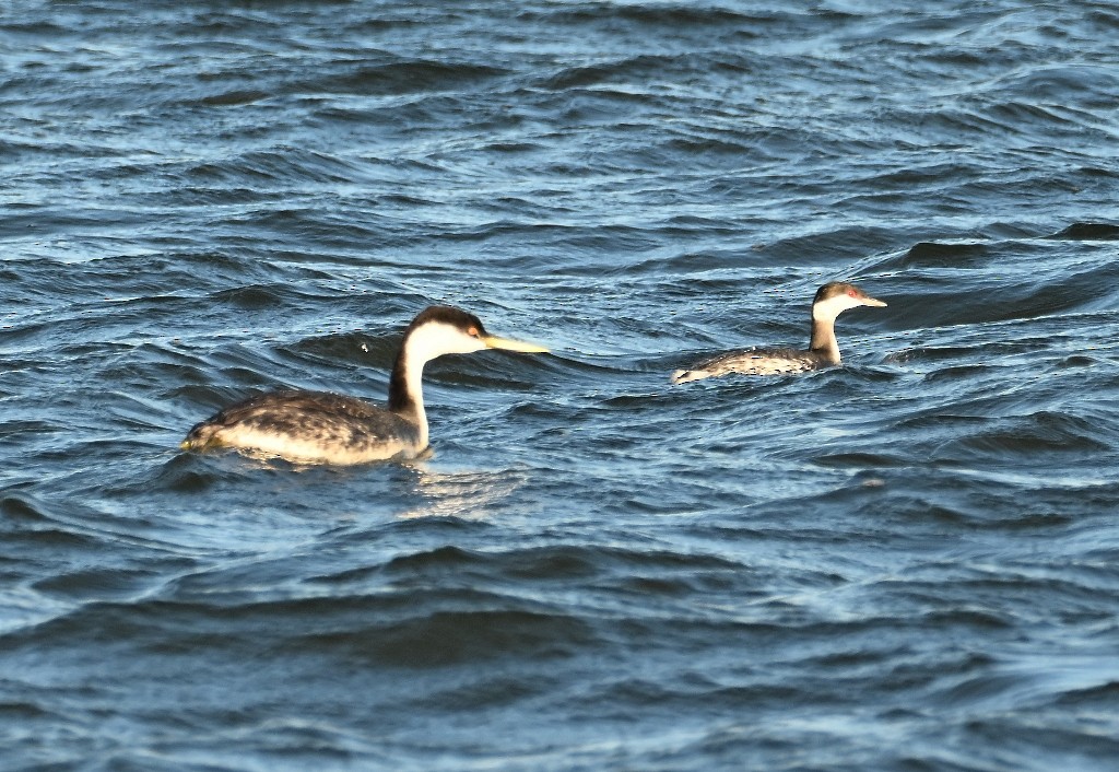 Western Grebe - ML646384499