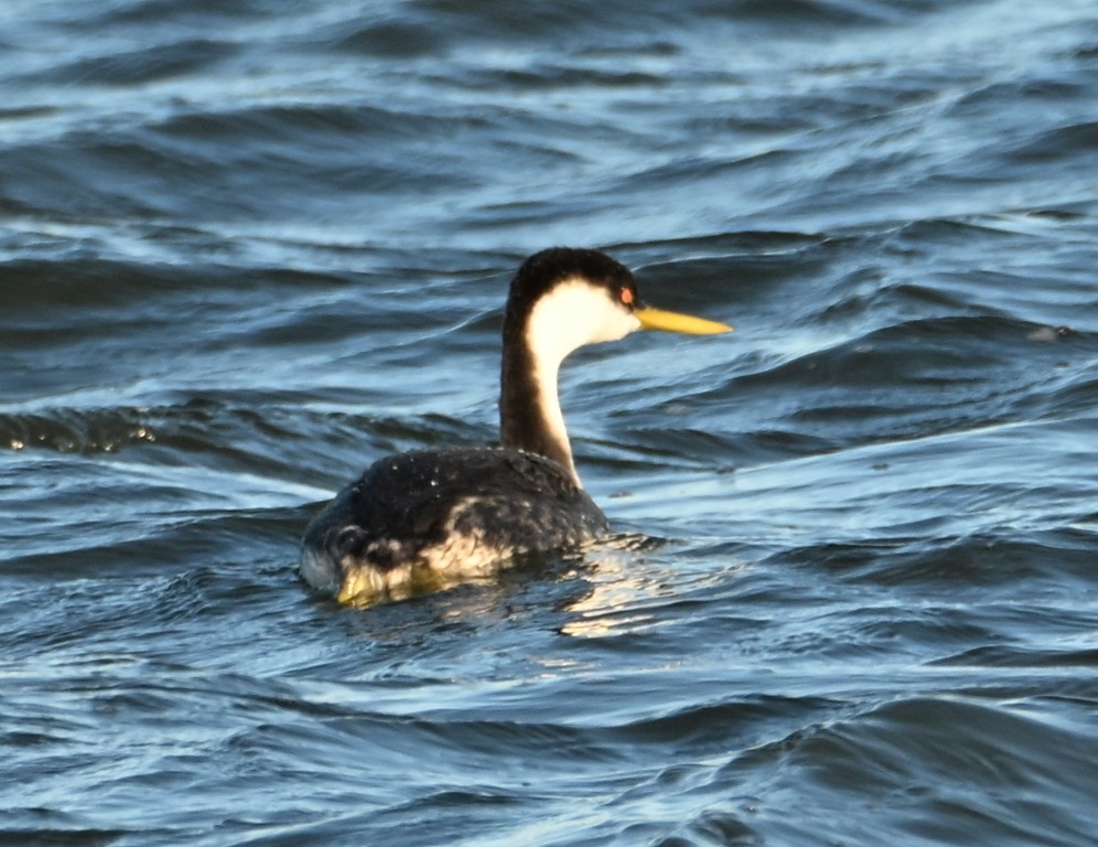 Western Grebe - ML646384500