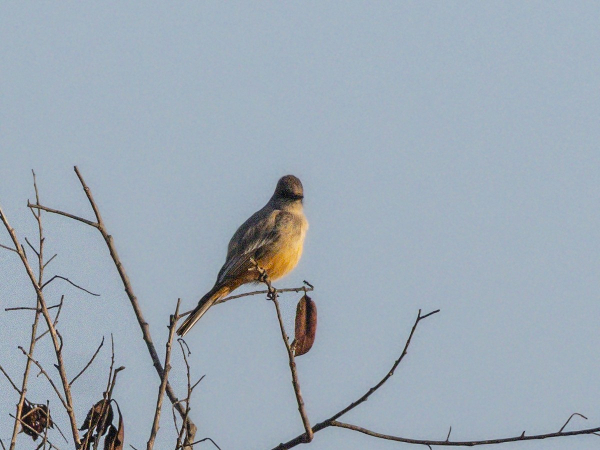 Say's Phoebe - ML646384505