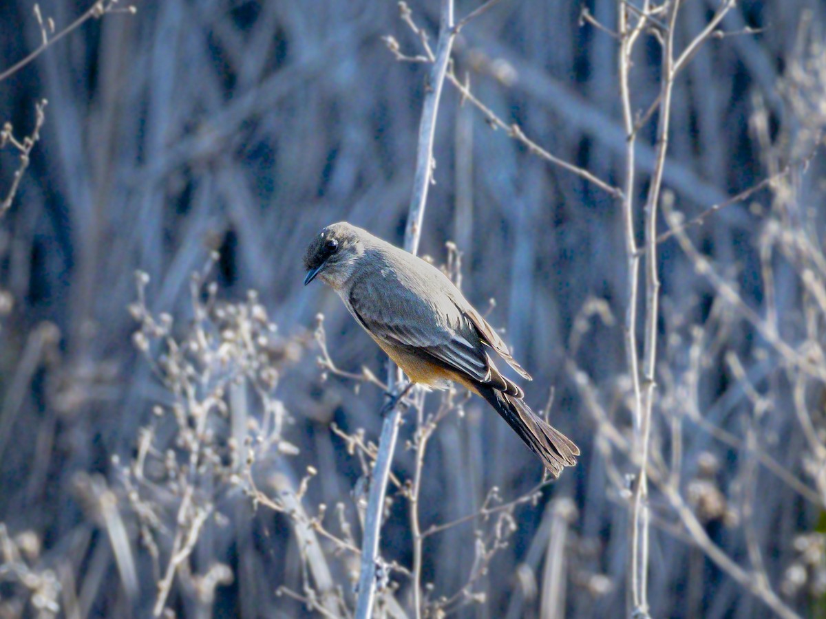 Say's Phoebe - ML646384506