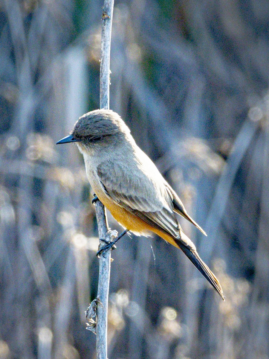 Say's Phoebe - ML646384507