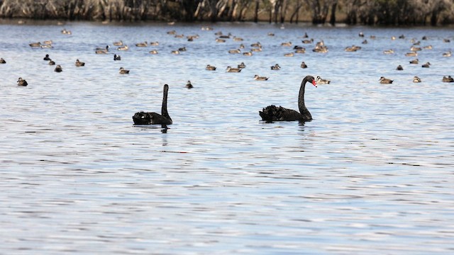 Лебідь чорний - ML646384509