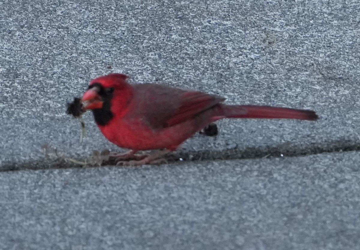 Красный кардинал - ML646384535