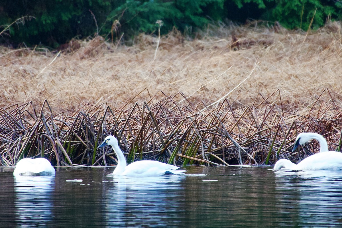 Tundra Swan - ML646384537