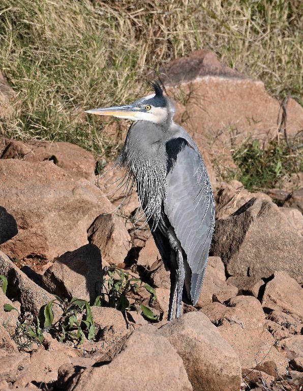 Great Blue Heron - ML646384540
