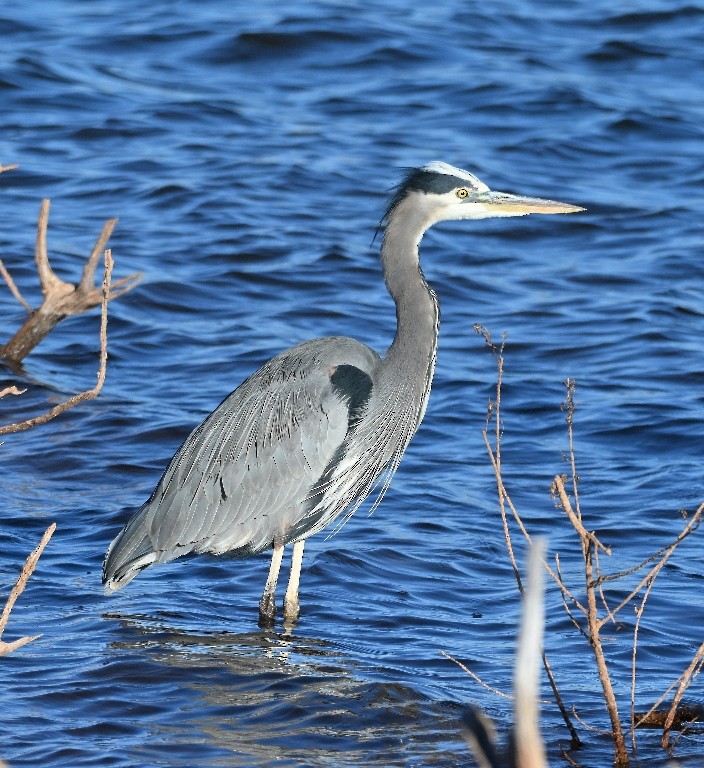 Great Blue Heron - ML646384541