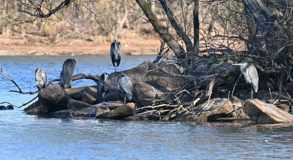 Great Blue Heron - ML646384542