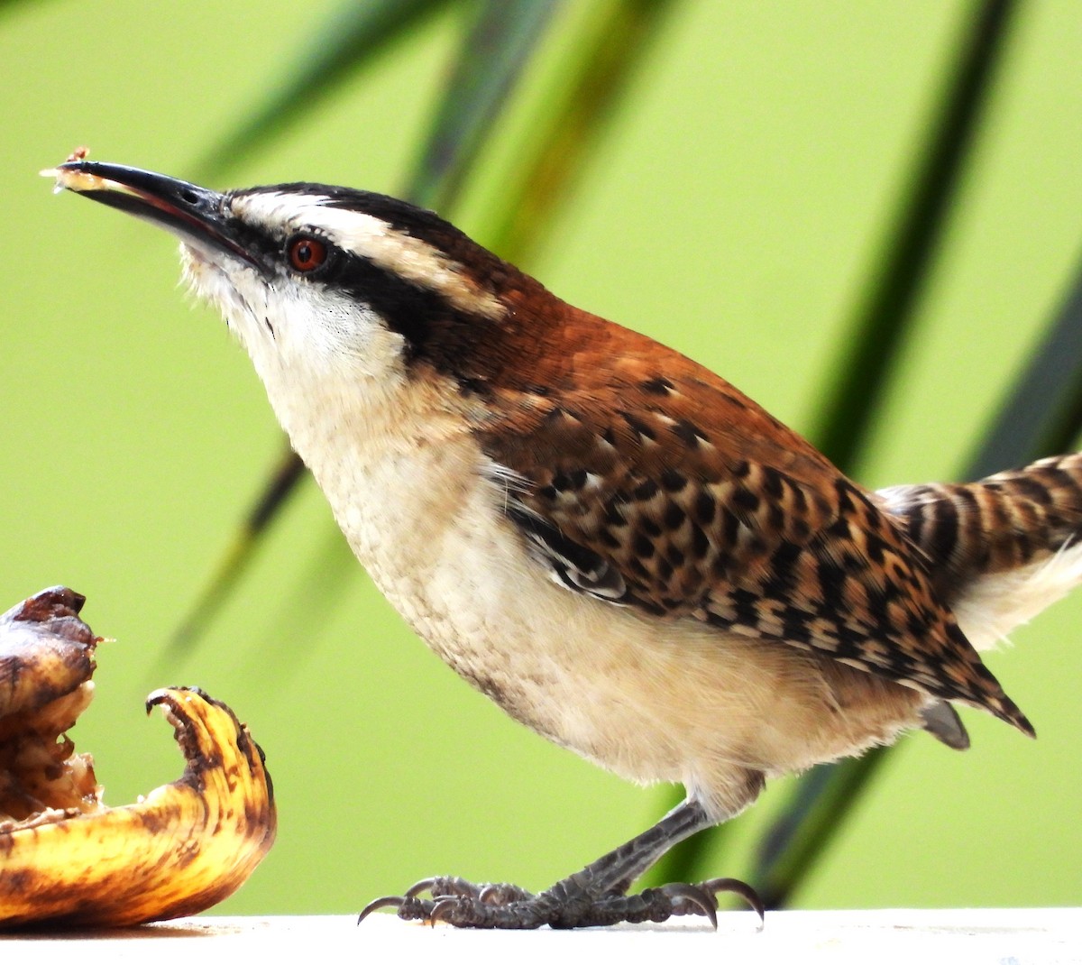 rødryggsmett - ML646384543