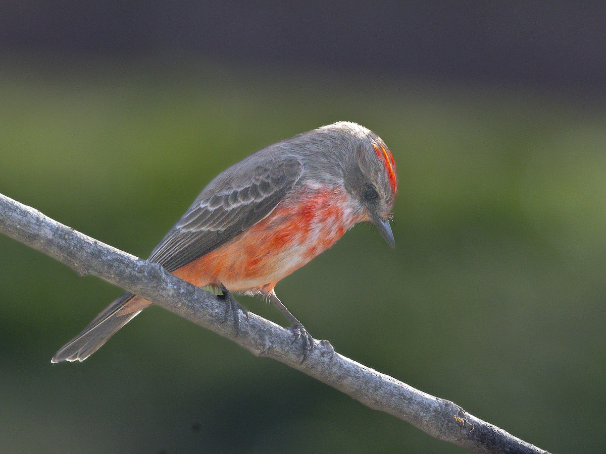 Vermilion Flycatcher - ML646384548