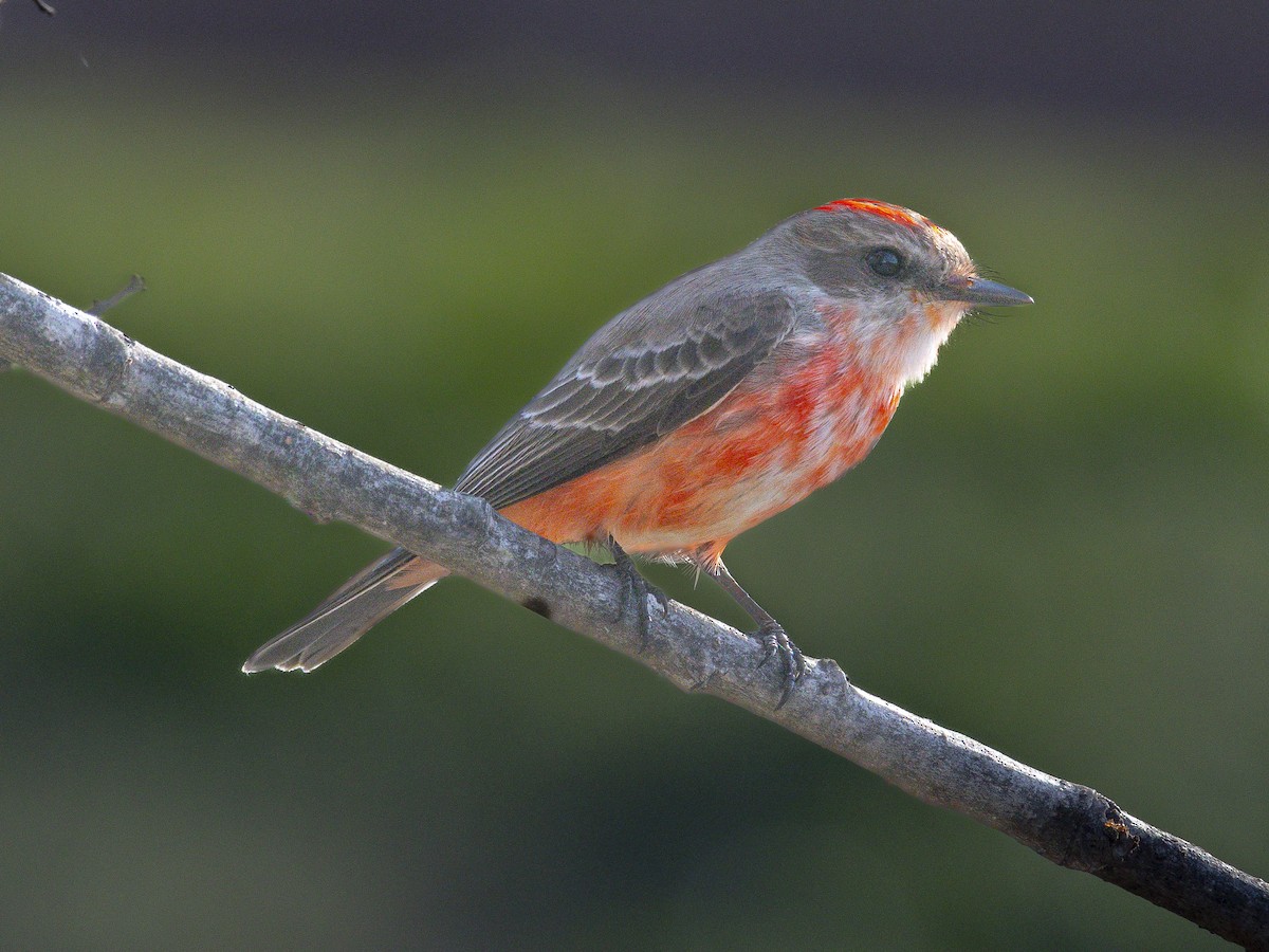Vermilion Flycatcher - ML646384549