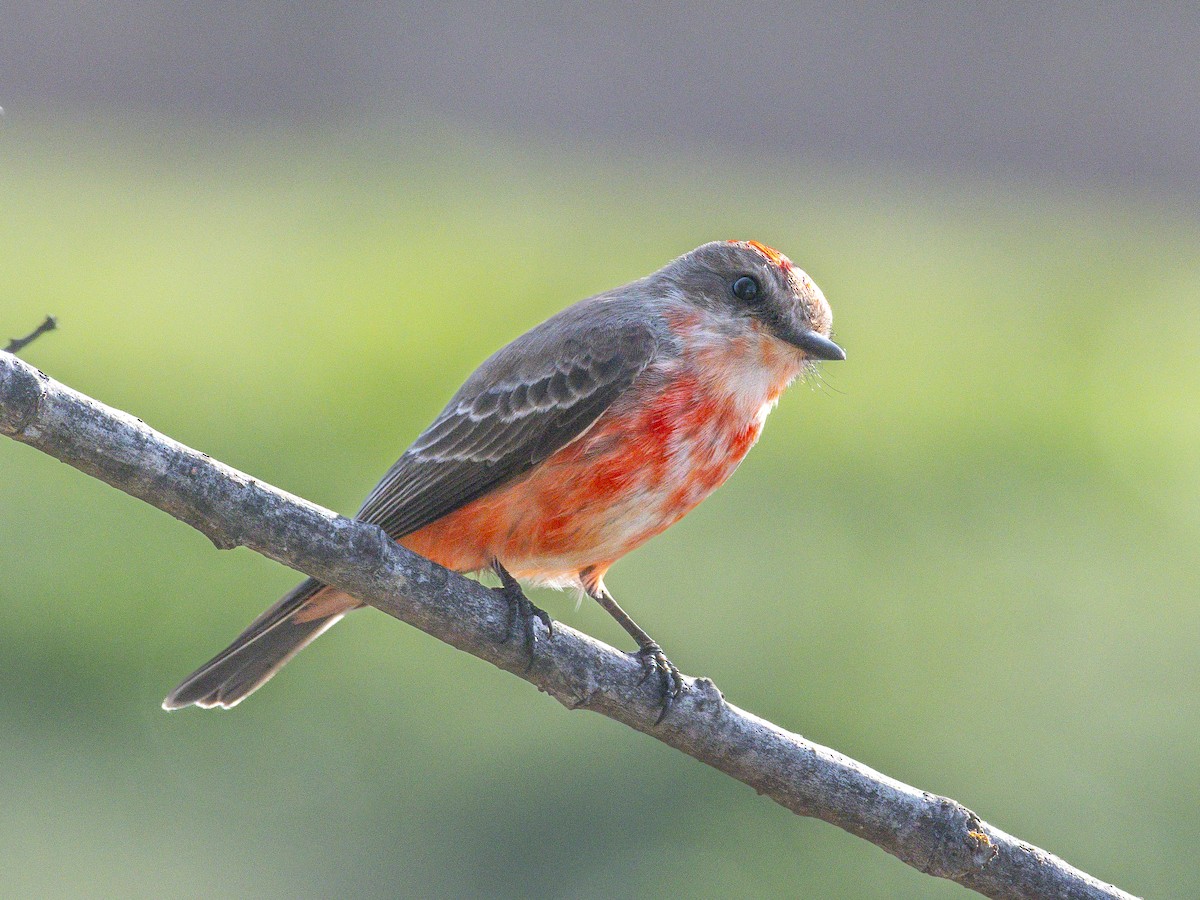 Vermilion Flycatcher - ML646384550