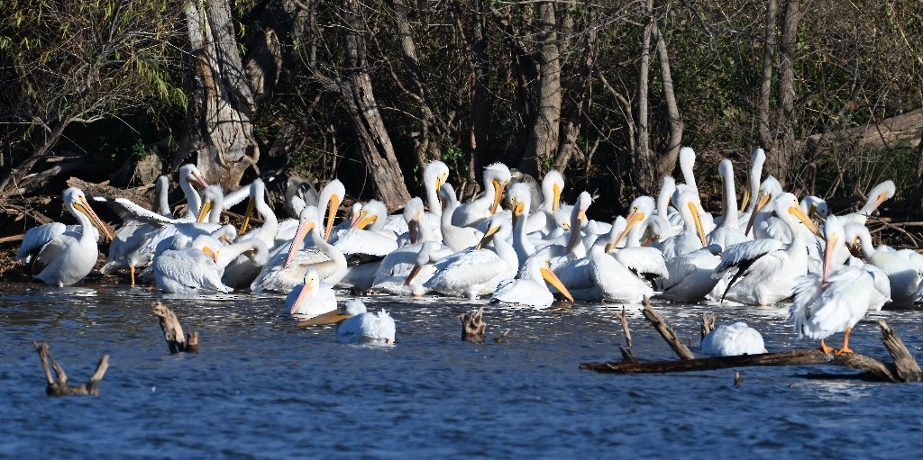 American White Pelican - ML646384552