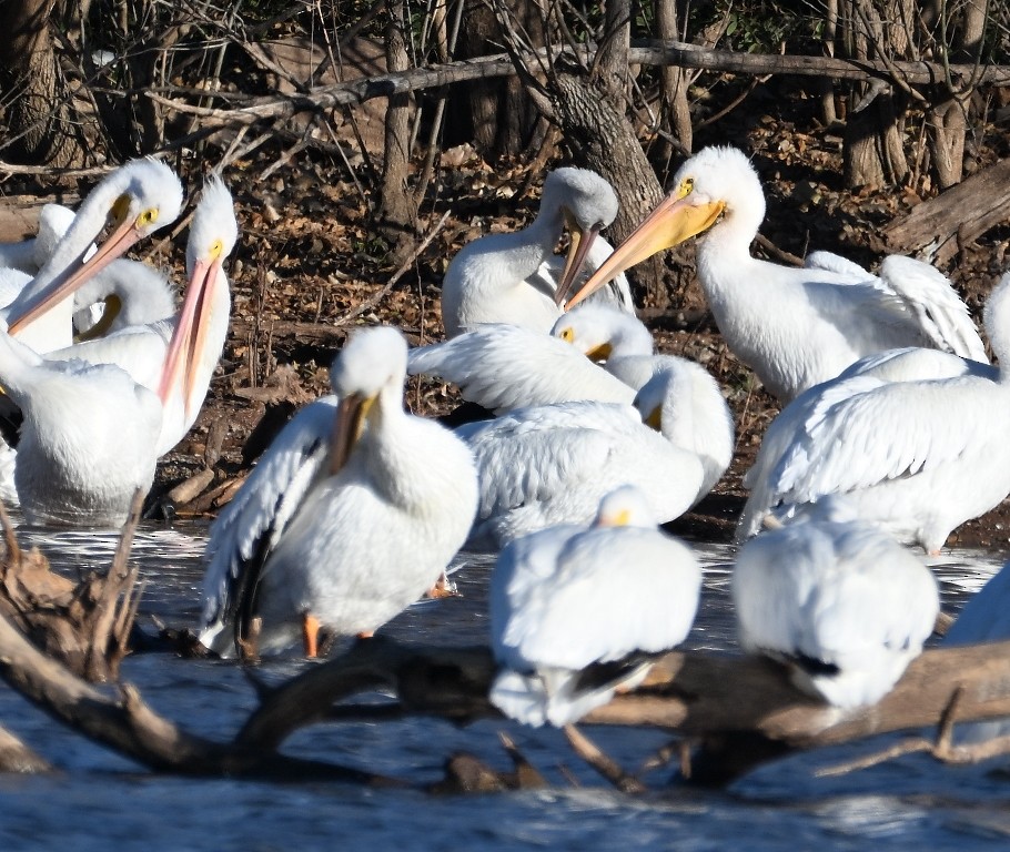 American White Pelican - ML646384553