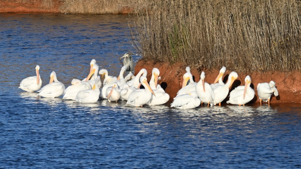 American White Pelican - ML646384554