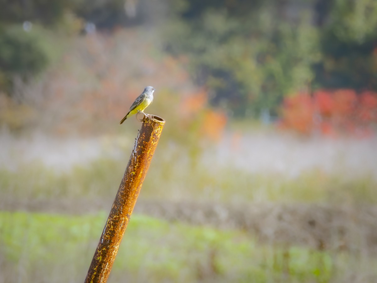 Cassin's Kingbird - ML646384557