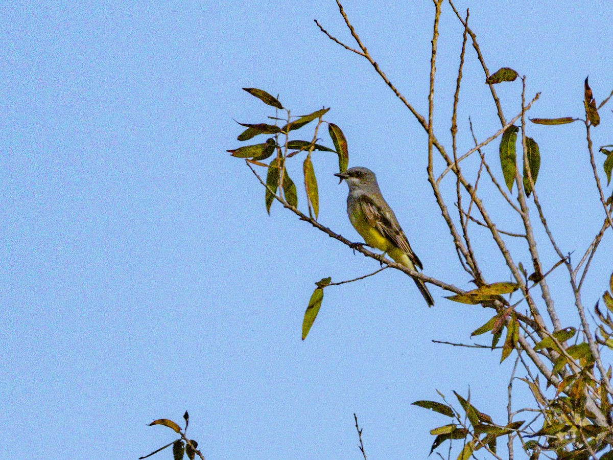 Cassin's Kingbird - ML646384558