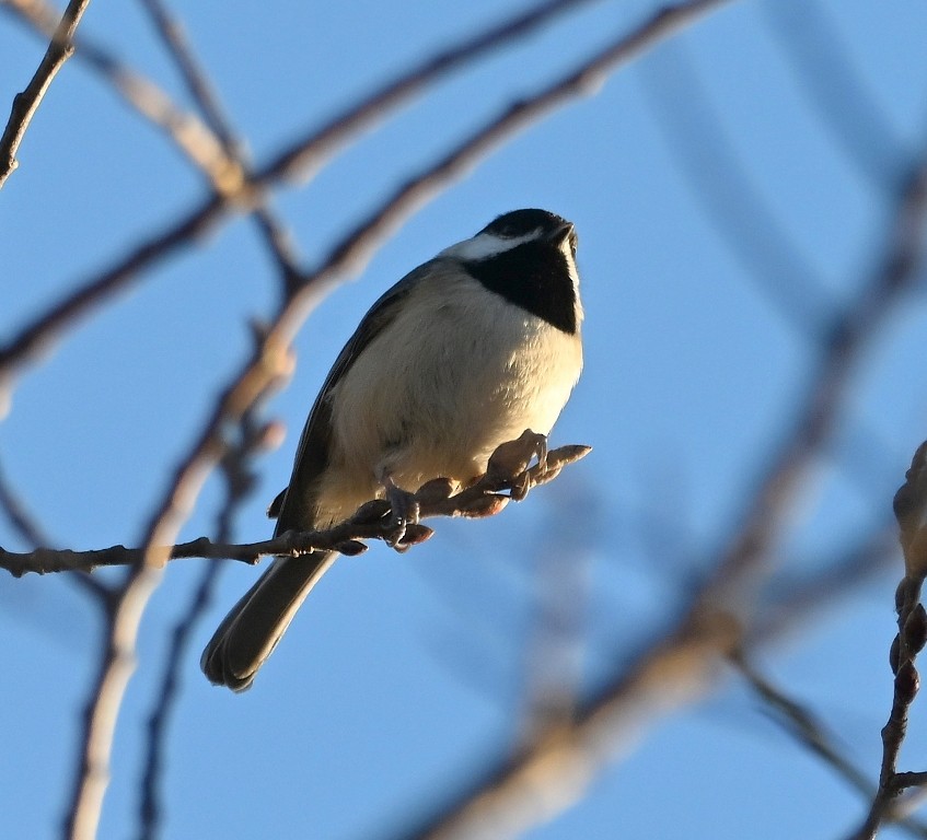 Carolina Chickadee - ML646384563