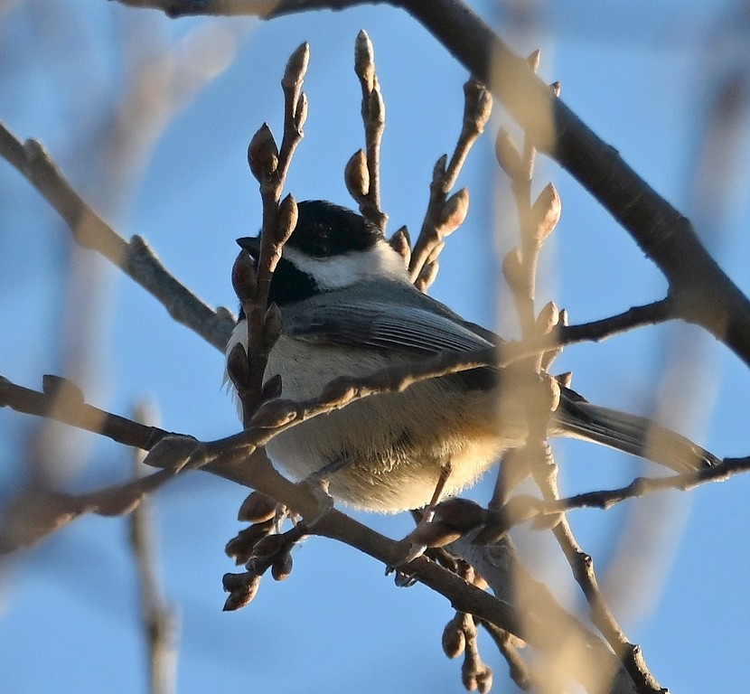Carolina Chickadee - ML646384564