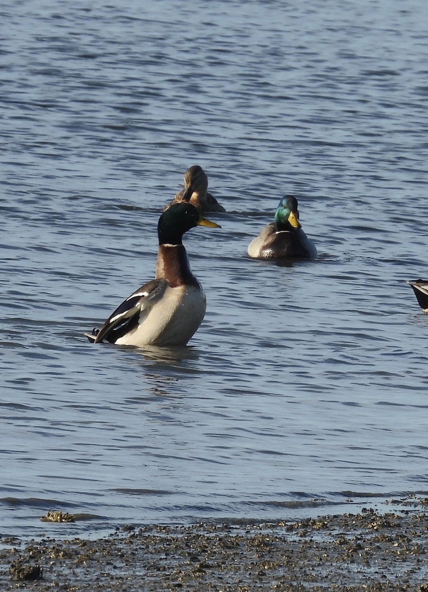 Mallard - ML646384565