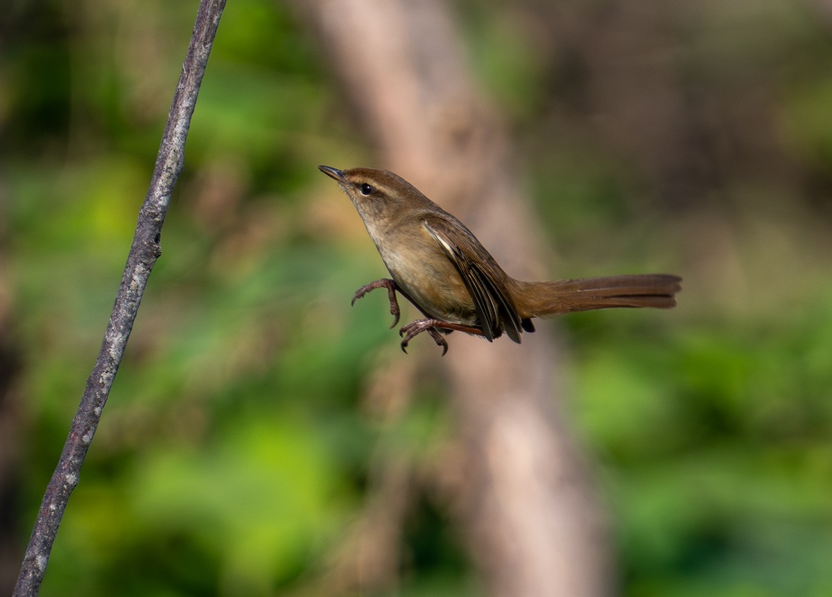 Manchurian Bush Warbler - ML646384566
