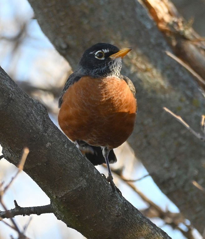 American Robin - ML646384567