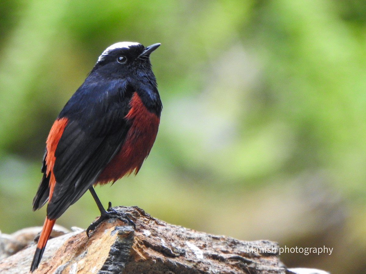 White-capped Redstart - ML646384568