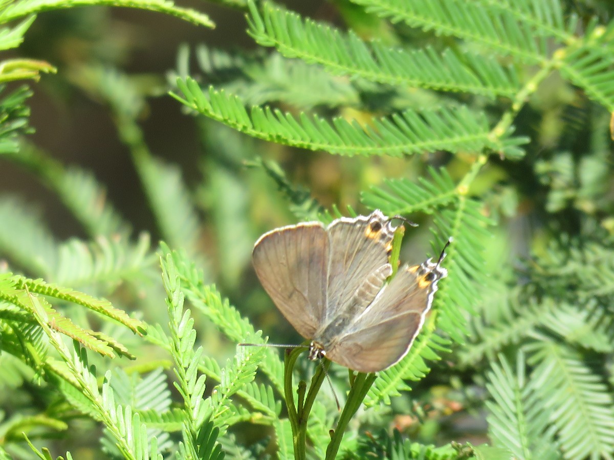 Wattle Blue - ML646384570