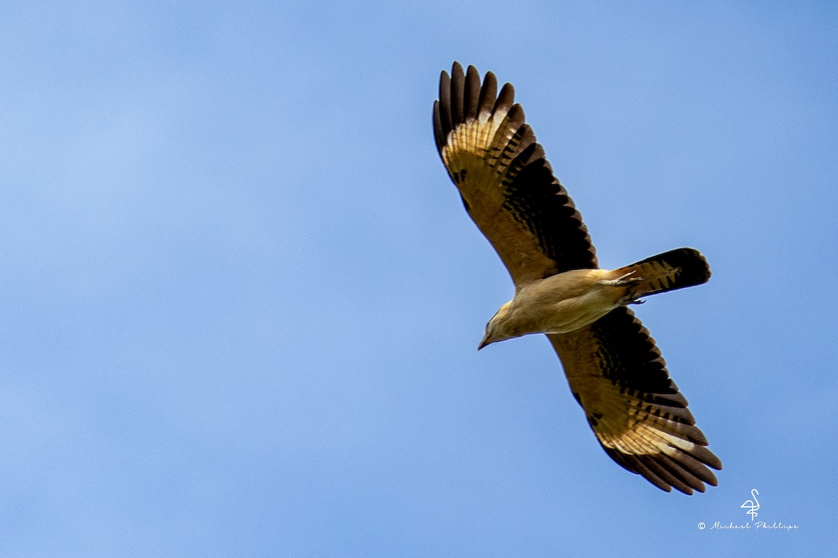 Yellow-headed Caracara - ML646384571