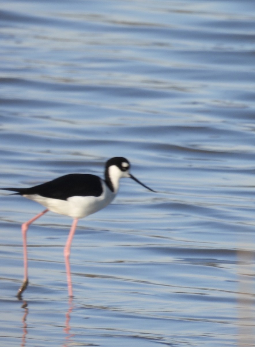 Black-necked Stilt - ML646384572
