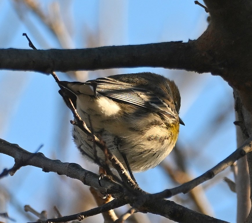 Yellow-rumped Warbler - ML646384575