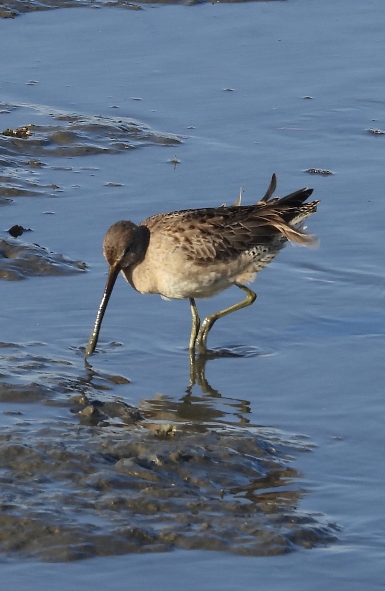Long-billed Dowitcher - ML646384581