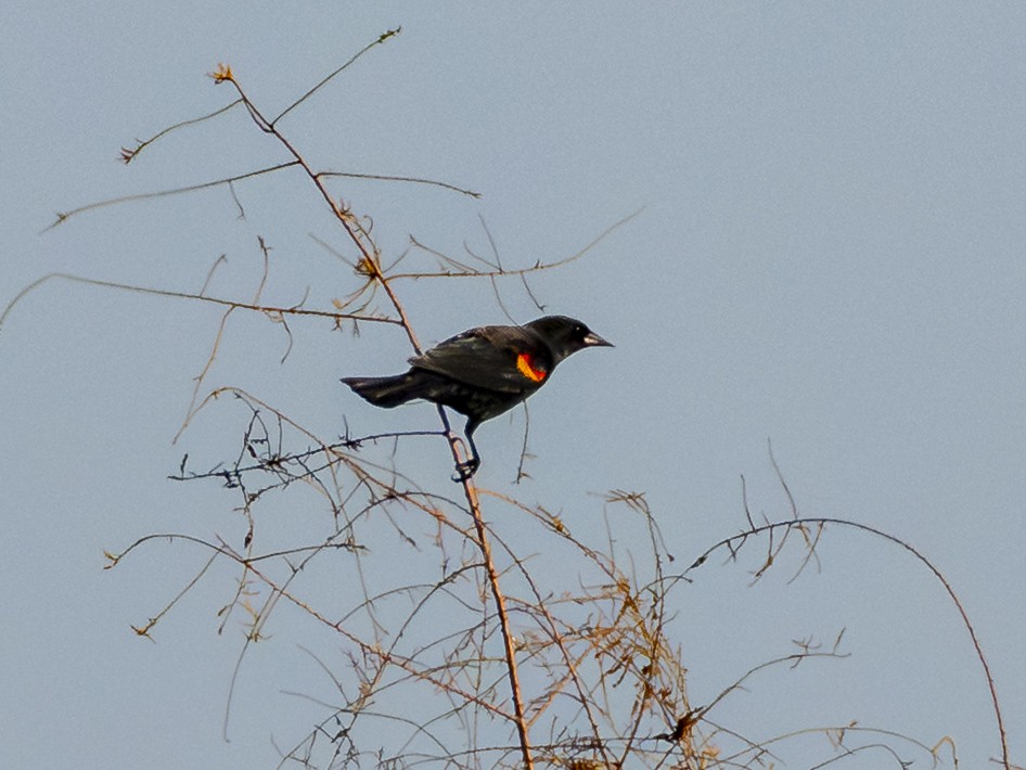 Red-winged Blackbird - ML646384583