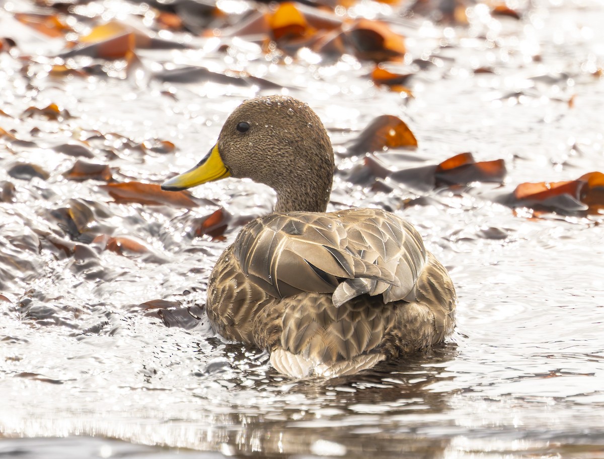 Yellow-billed Pintail - ML646384584